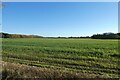 Field at Hazelbush