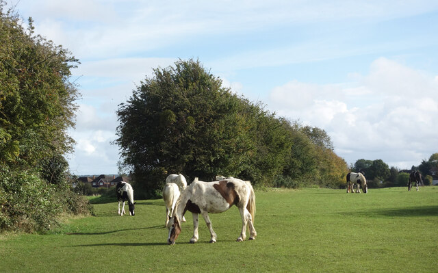 Horses on the Common