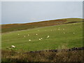 Hillside grazing near Ramshope Farm