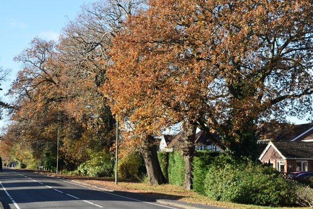 Autumnal trees beside Lyndhurst Road