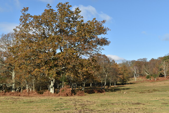 Woodland margin west of Ashurst Lodge