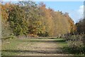 Autumn colour, Bysing Wood, Faversham