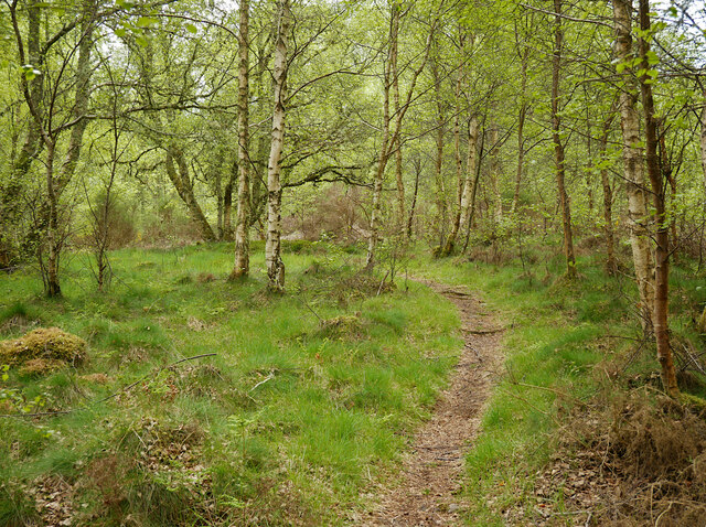 Path, Taindore Wood