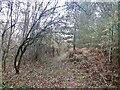 Path on Backbury Hill