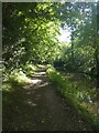 NCN49 by Monmouthshire and Brecon Canal near Ty Porth