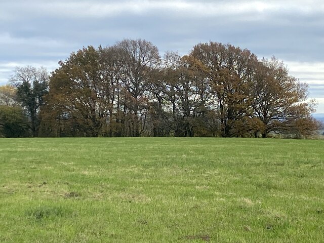 Field and trees east of Bowers Road