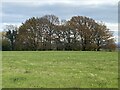 Field and trees east of Bowers Road