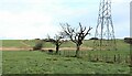 Hedge remnant at Greenfieldmuir