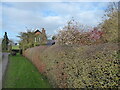 Tree in blossom in late November 2021