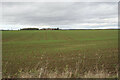 Farmland near Whaley