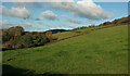 Hillside above Bovey Tracey