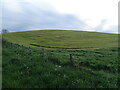 Hillside silage field, Buntonhill Mount