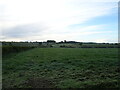 Grazing near Redding