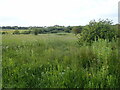 Wildflower meadow near Lavernock