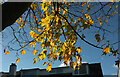 Autumn leaves, Bovey Tracey