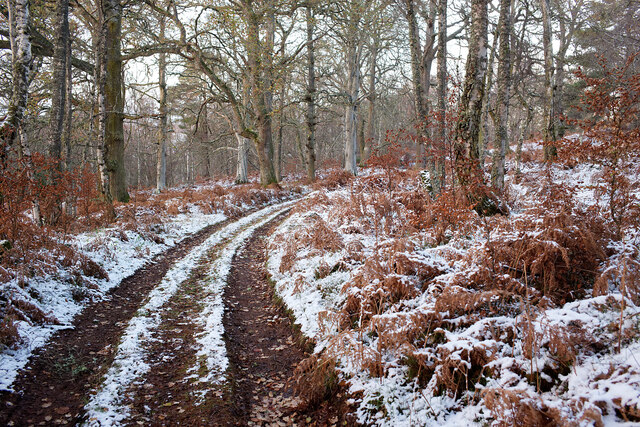 Track in Gallowhill Wood, Redcastle Estate