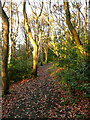 Public footpath in Round Wood