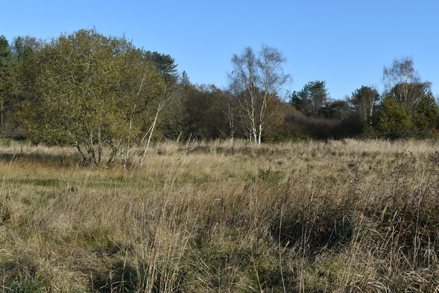 Rough grassland on edge of Ringwood Forest