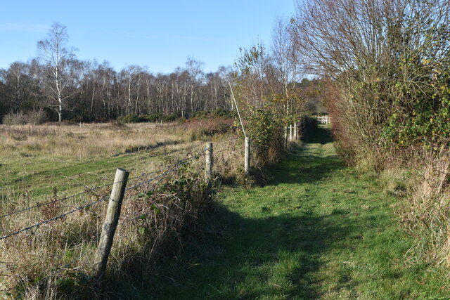 Path towards Ringwood Forest
