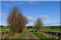 Rowan at the side of Pasture Lane