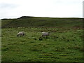 Sheep grazing, Dodside