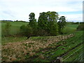 Small woodland beside the Brock Burn