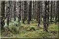 H0734 : Burren Forest by N Chadwick
