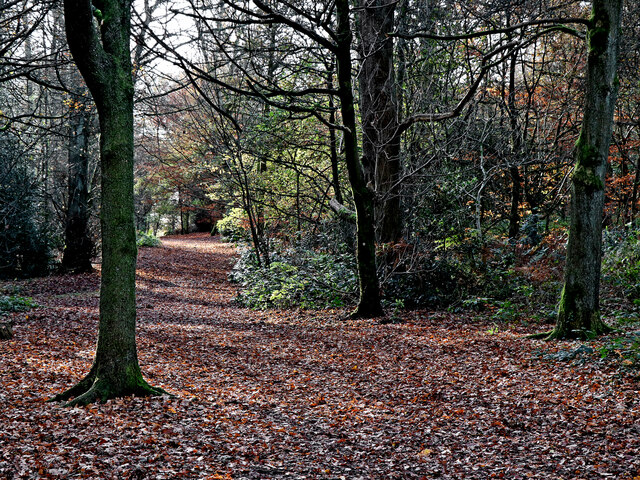 Woodland scene in Himley Plantation Staffordshire