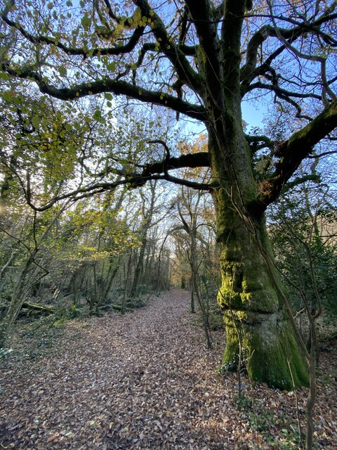Beech tree and woodland path