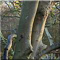 Walberswick Common, 3