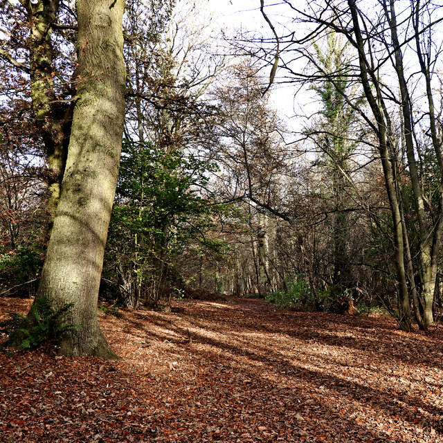 Woodland track to Wombourne in Staffordshire