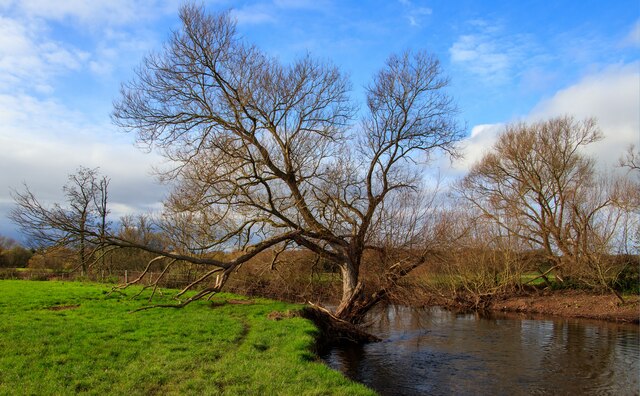 Tree on the banks of the River Exe, Brampford Speke