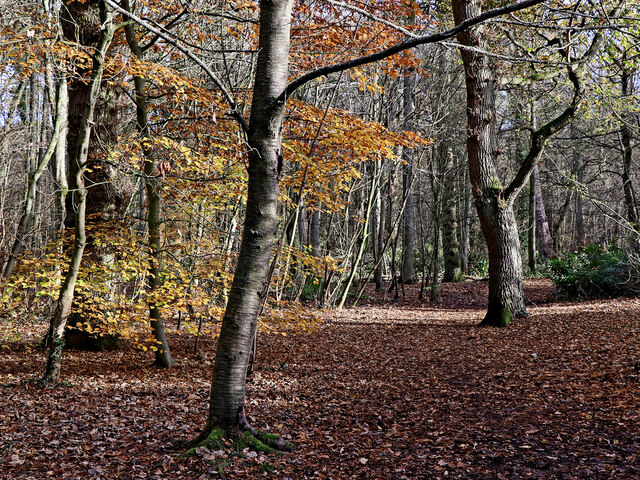 Woodland scene in autumn, Staffordshire