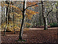 Woodland scene in autumn, Staffordshire