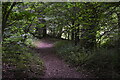 Footpath, Black Spout Wood