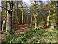 View into Himley Plantation, Staffordshire