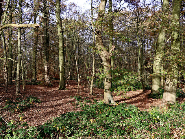 View into Himley Plantation, Staffordshire