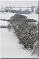 Hedgerow Oaks in the snow