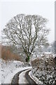 Oak tree on Hilling lane