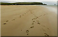 SW9176 : Sand by the Camel estuary by Derek Harper