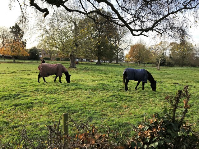 Racehorses relaxing on the Peckover Estate in Wisbech