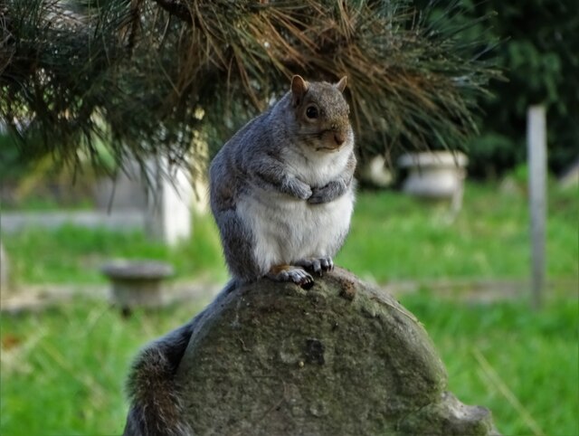 Fat squirrel posing on a gravestone