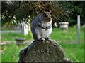 Fat squirrel posing on a gravestone