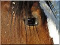 Eye of a shire horse at Graves Park Animal Centre