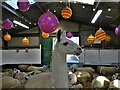 Christmas llama and sheep at Graves Park Animal Farm