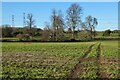 Farmland, Crondall