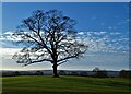 Sycamore tree to the north of Graves Park