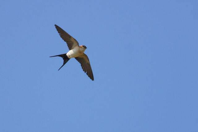 Red-rumped Swallow (Cecropis daurica), Skaw