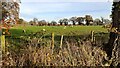 Sheep in field near High Buckabank