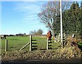 NZ1259 : Horses in a field by Robert Graham